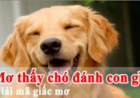 Mơ thấy chó có sang như lời đồn đại?