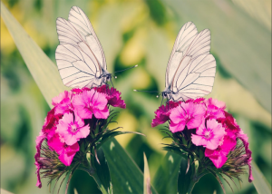 Bươm bướm: Con vật linh thiêng trong tâm linh và may mắn trong số đề.