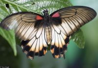 Bươm bướm: Con vật linh thiêng trong tâm linh và may mắn trong số đề.